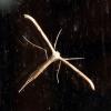 Emmelina monodactyla